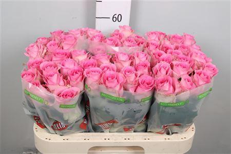 <h4>R Gr Revival</h4>