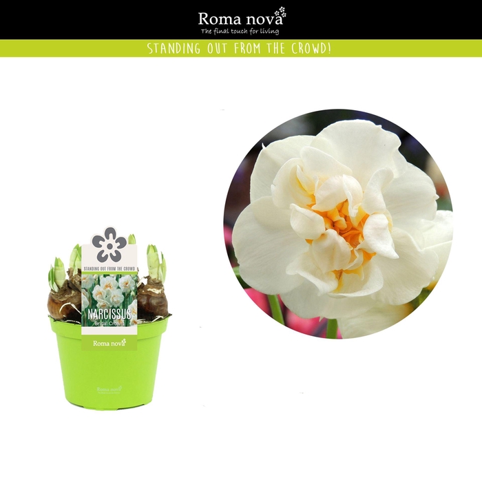 <h4>Narcissus Bridal Crown</h4>