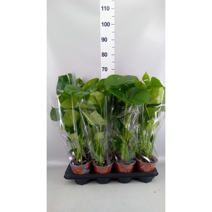 Monstera delic.
