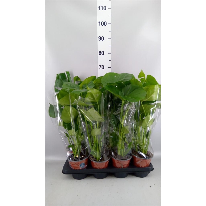 <h4>Monstera delic.</h4>