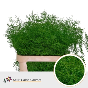 Limonium Beltlaard Groen donker