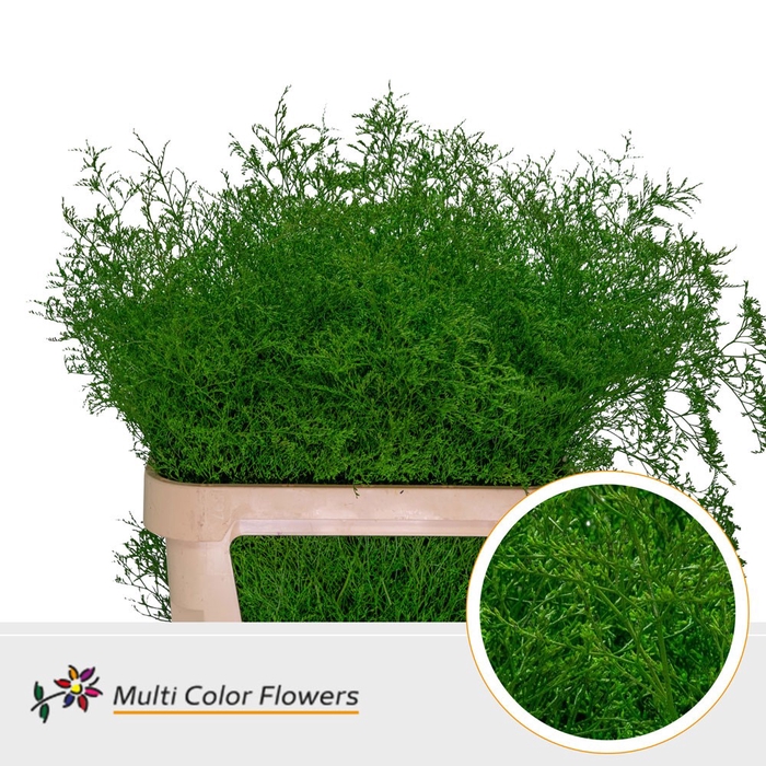 <h4>Limonium Beltlaard Groen donker</h4>