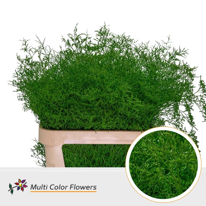 <h4>Limonium Beltlaard Groen donker</h4>