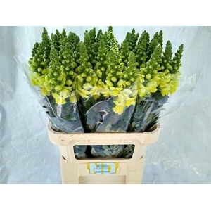 Antirrhinum Yellow 80cm