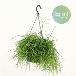 Rhipsalis Oasis Hangpot