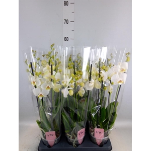 Phalaenopsis  'Ant Inverness'