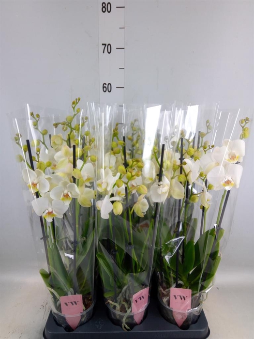 <h4>Phalaenopsis  'Ant Inverness'</h4>