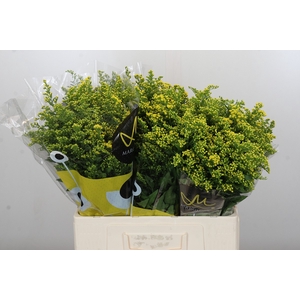 Solidago Carzan Glory