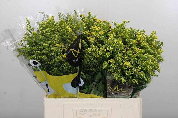 Solidago Carzan Glory