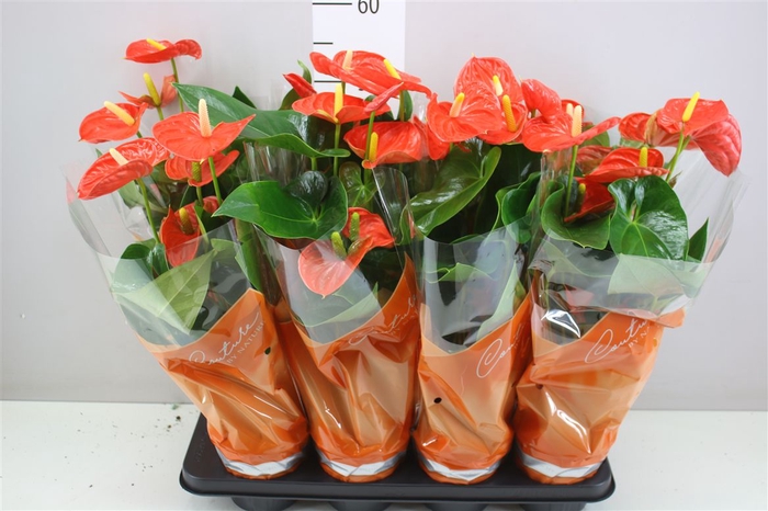 <h4>Anth An Sierra Orange</h4>