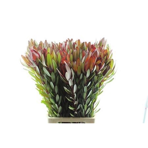 Leucadendron Safari Sunset 80