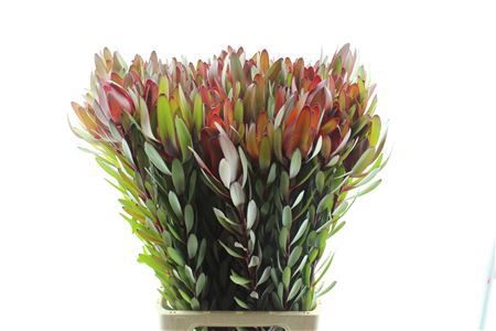 <h4>Leucadendron Safari Sunset 80</h4>