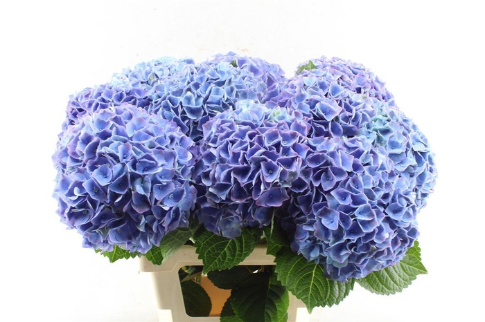 <h4>Hydr M My Riviera Purple</h4>