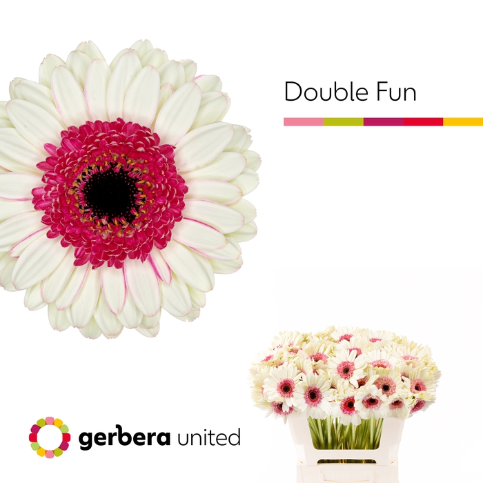 <h4>Germini Double Fun Water</h4>