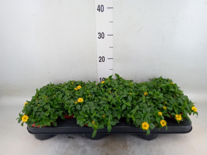 <h4>Sanvitalia proc.</h4>