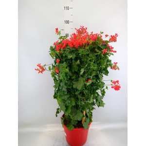 Pelargonium pelt. 'Balkon Rood'