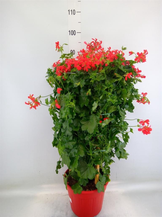 <h4>Pelargonium pelt. 'Balkon Rood'</h4>