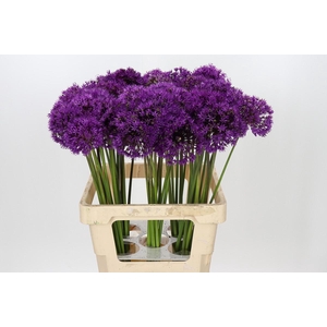 Allium Purple Sensation