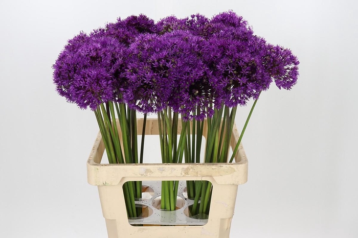 <h4>Allium Purple Sensation</h4>