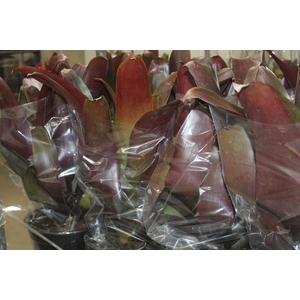 BROMELIA IMPERIAL P27 VERMELHO