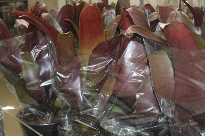 <h4>BROMELIA IMPERIAL P27 VERMELHO</h4>