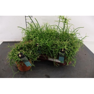 R Rhipsalis 12 Cm. P. Oasis