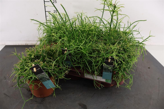 <h4>R Rhipsalis 12 Cm. P. Oasis</h4>