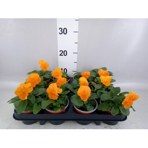 Viola wr. 'Alpha Orange'