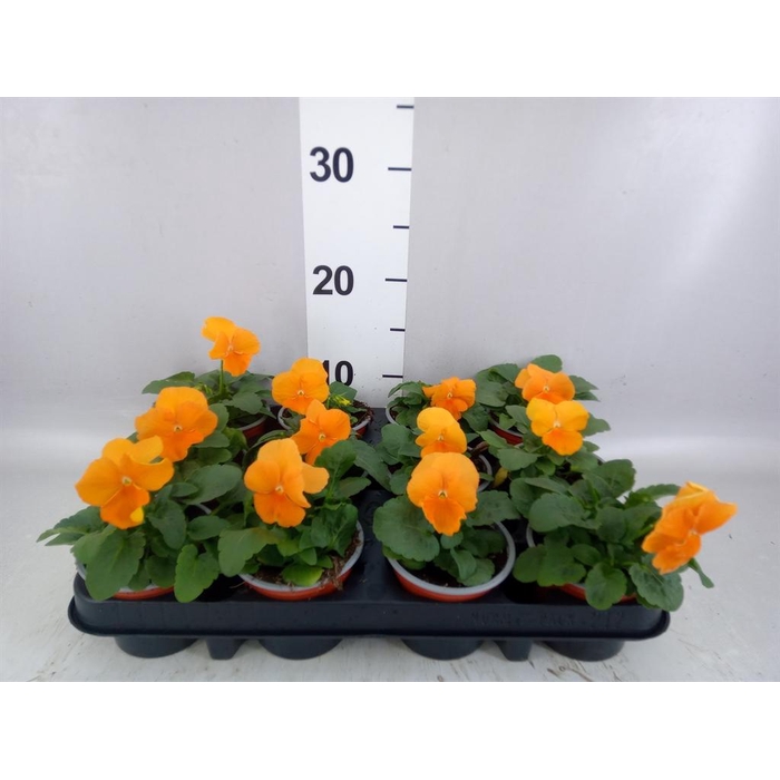 <h4>Viola wr. 'Alpha Orange'</h4>