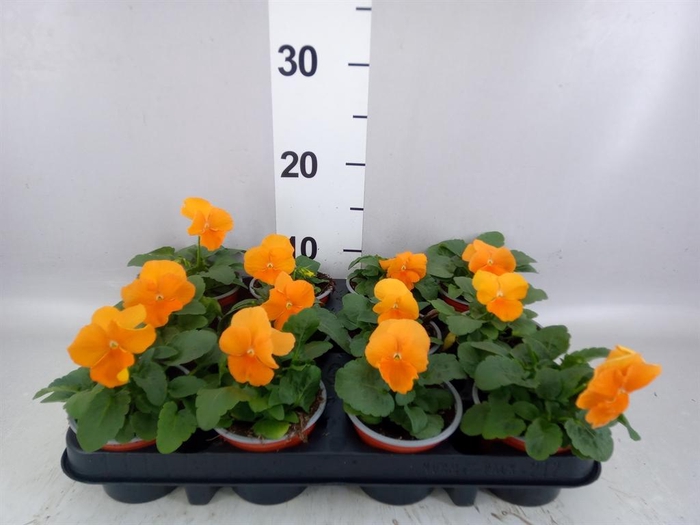 Viola wr. 'Alpha Orange'