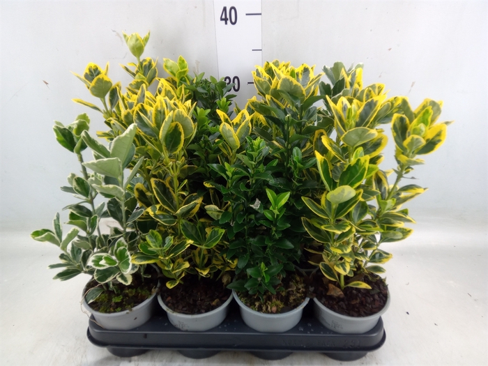 <h4>Euonymus japon.   ...mix</h4>