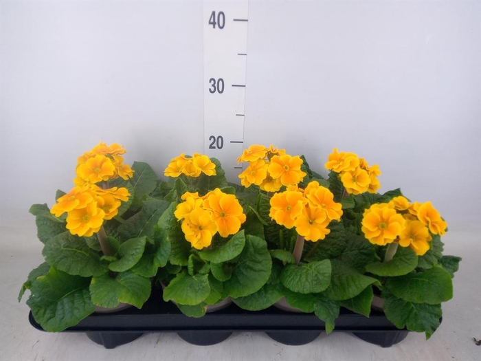 <h4>Primula elat.</h4>