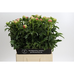 Paeonia Coral Sunset