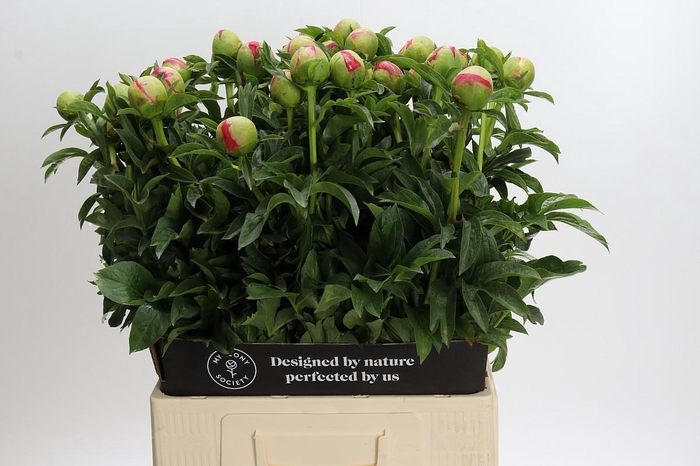 <h4>Paeonia Coral Sunset</h4>