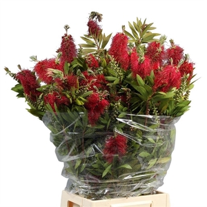 Callistemon