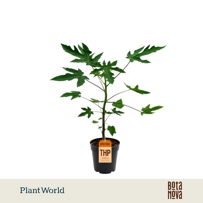 <h4>Carica Papaya</h4>