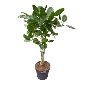 Ficus benghalensis 'Audrey'