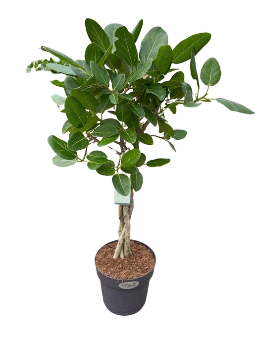 <h4>Ficus benghalensis 'Audrey'</h4>