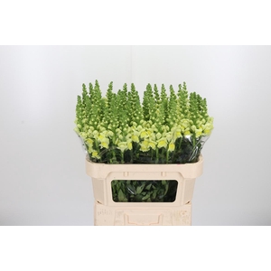 Antirrhinum Op Yellow