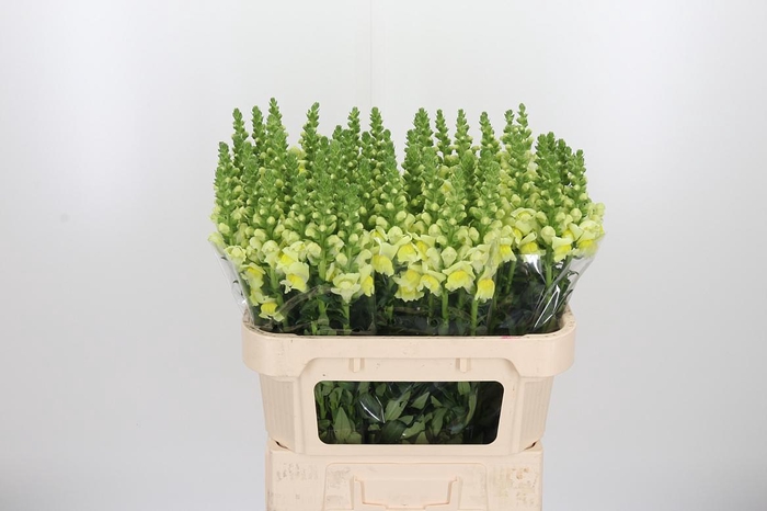 <h4>Antirrhinum Op Yellow</h4>
