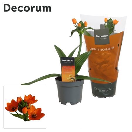 <h4>Ornithogalum Dubium Oranje 1pp (decorum)</h4>