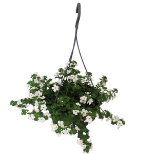 Hangpotten 23 cm Bacopa white