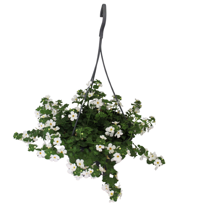 <h4>Hangpotten 23 cm Bacopa white</h4>