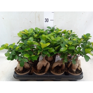 Ficus microcarpa 'Ginseng'