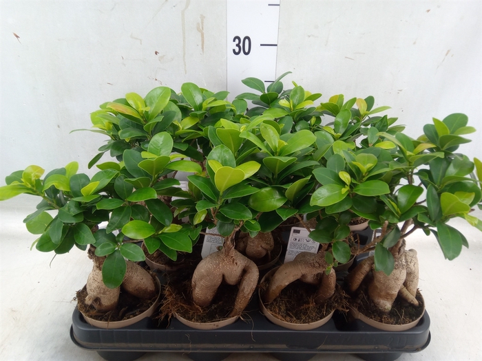 <h4>Ficus microcarpa 'Ginseng'</h4>