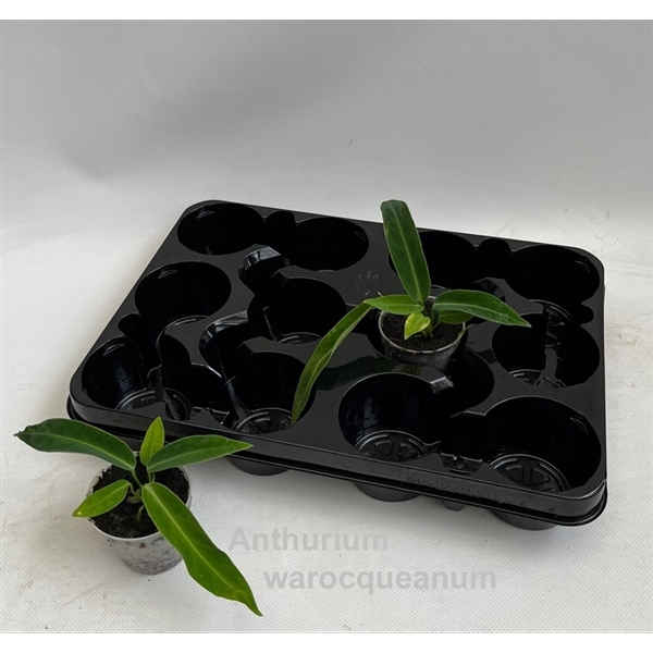 <h4>Anthurium warocqueanum 7cm [Queen Anthurium]</h4>