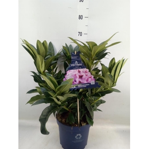 Rhododendron  'XXL Lila Flame'
