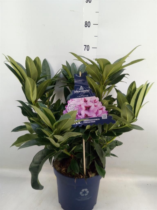 <h4>Rhododendron  'XXL Lila Flame'</h4>