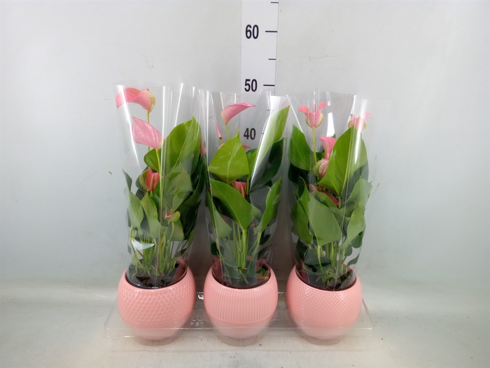 <h4>Anthurium   ...mix</h4>