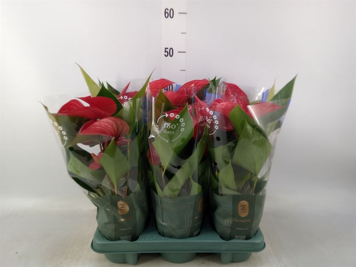 <h4>Anthurium andr. 'Picanta Red'</h4>